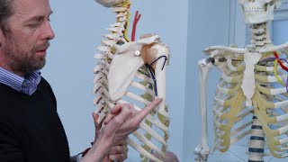 Upper limb reflex anatomy [upl. by Aer679]