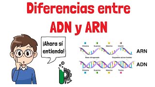 Diferencias entre ADN🧬y ARN🦠 video animado [upl. by Nuahsel]