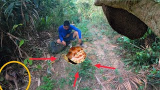 Hunting in the jungle encountering rare turtles harvesting honey bees [upl. by Eustacia113]