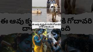 cow crosses the Godavari to the temple of Krishnashortsfeed hanumangod avtelugutalks [upl. by Gerkman]