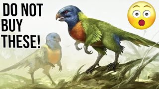 10 Reasons why you should not buy Rainbow Lorikeet Parrots [upl. by Asuncion]