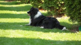 Border Collie playing frisbee [upl. by Aitnas]