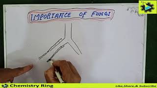 Mycorrhizae symbiosis  importance of fungi  Class 11 biology  lec 28  Chemistry Ring [upl. by Elkin]