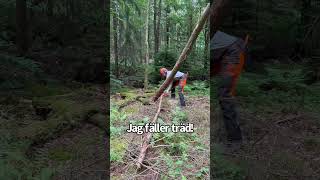 Hyllningslåtfilm till dig som kämpar i skogen med att fälla träd mm skog motorsåg skogsbruk [upl. by Yennej]