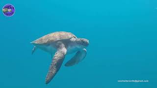 Snorkel Tenerife Tortugas 31072023  3 [upl. by Dranyer611]