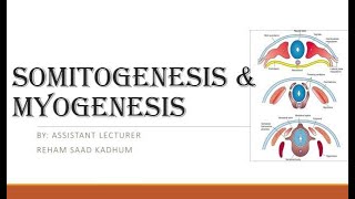 Embryology  Lec1  Somitogenesis and myogenesis [upl. by Enimsay]