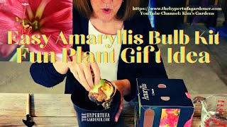 How To Grow  Easy Amaryllis Bulb Kit  Plant Gift Idea or Easy Growing Idea for Kids or Grandkids [upl. by Aivatal]