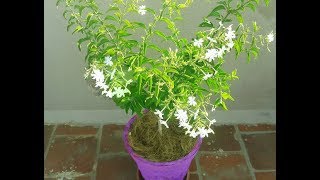 How to grow Juhi Jasmine Flower Plant in PotMullaiUccimalligaiJaiAdavimalleSucimulla [upl. by Ailbert]