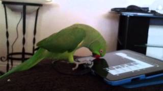 Indian ringneck parrot talking [upl. by Genny192]