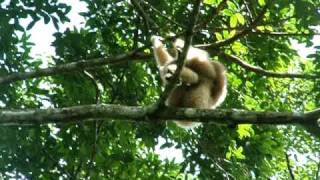 White handed gibbons Hylobates lar playing in Khao Yai National Park Thailand [upl. by Ajoop]