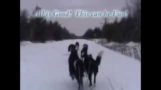 Border Collie Dog Sledding [upl. by Cassey]