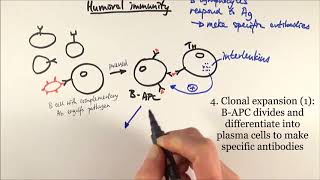 AS Biology  Humoral immunity OCR A Chapter 126 [upl. by Donella]