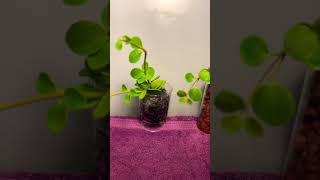 Experimenting with Peperomia ‘Hope’ [upl. by Kiel]