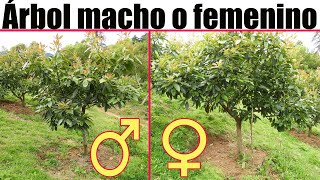 Como saber si un árbol de AGUACATE o PALTA es MACHO o HEMBRA Árbol macho o femenino [upl. by Shandee552]