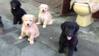 german shepherdgolden retriever mix at 7 weeks old responds to a calldumaguete city [upl. by Layor78]