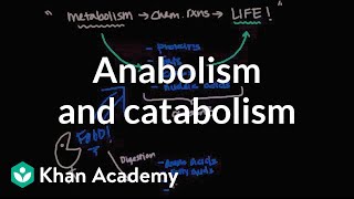 Overview of metabolism Anabolism and catabolism  Biomolecules  MCAT  Khan Academy [upl. by Onin]