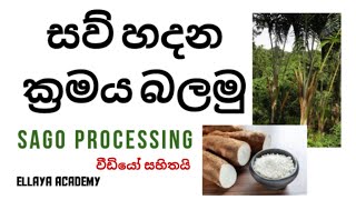 සව් නිශ්පාදනය කරන්නේ කොහොමද  sago processing sago energy food healthy [upl. by Cloe196]