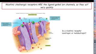 Human Physiology  Chapter 12 Lecture Part 8  Neurotransmitters Ligandgated Ion Channels [upl. by Ellicul]