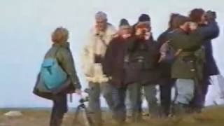 Falsterbo bird migration 1994 and 1998 [upl. by Merill]