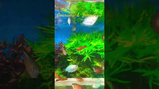 MMA Shorts  Gourami amp SwordTail  Red SwordTail  Dwarf Gourami gourami gouramifish aquarium [upl. by Nonac991]