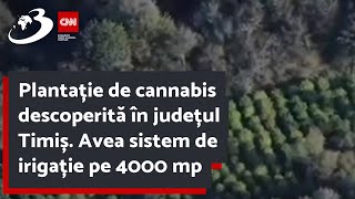 Plantație de cannabis descoperită în județul Timiș Avea sistem de irigație pe 4000 mp [upl. by Tuttle]