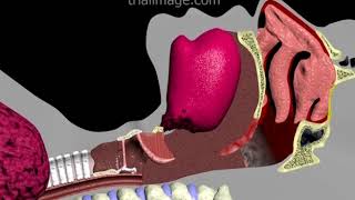 Endotracheal Intubation Animation by Cal Shipley MD [upl. by Ayhdnas33]