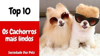 Top 10  As raças de cachorros mais lindos do mundo  Sociedade Dos Pets [upl. by Enelyt896]