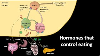 Hormones that control eating  CSIR NET LS JRF  GATE csir gate [upl. by Ahsiad181]