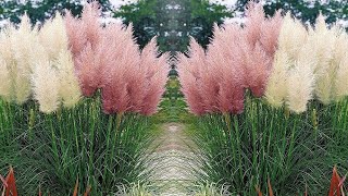 Cortaderia selloana Herbe de la Pampa  Plante méditerranéenne culture et entretien [upl. by Othe485]