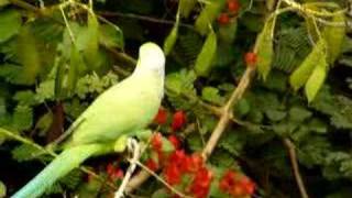 Rose Ringed Parakeet at Work [upl. by Atnauqahs37]