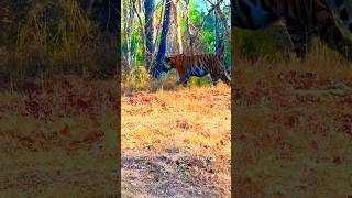 Tiger Sighting in Kabini Safari…shorts tamil tiger kabini safari animals forest thrilling [upl. by Anneg307]