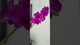 Pookal pookum tharunam beauty song beauty of nature [upl. by Farris]