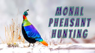 Upland Hunting  Monal Pheasant  The Magnificent Bird Hunting 2021 [upl. by Eednas]