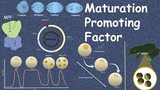 Maturation Promoting Factor  Mitotic cyclin discovery and function [upl. by Hampton199]