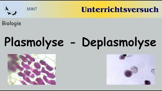 Unterrichtsfilm Versuch zu Plasmolyse und Deplasmolyse [upl. by Hteb]