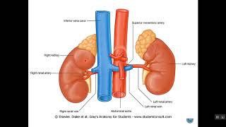 Retroperitoneal Organs 1 Dr Emad I Shaqoura [upl. by Harrell]