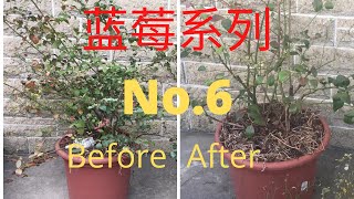 如何种蓝莓（No6盆栽蓝莓冬季修剪剪枝仔细分辨花芽和叶芽，新枝和老枝，来年花满枝头，硕果累累。 [upl. by Hsitirb]