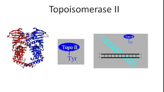 Topoisomerase II [upl. by Miyasawa]