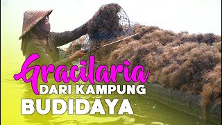 Gracilaria dari Kampung Budidaya Rumput Laut Sekali Tanam Panen Terus [upl. by Ennairam]