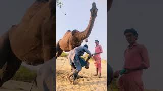 Camel of The Sands A Desert Icon adventure sahara qatar morocco safari wildlife culture fun [upl. by Ettedo]