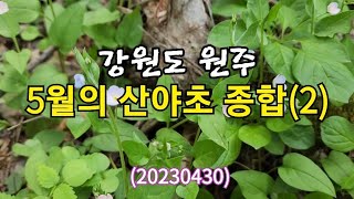 5월의 산야초 종합2원주편20230430 [upl. by Lindon]