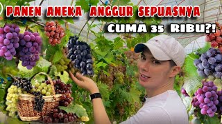 BARU REKOMENDASI WISATA LIBUR LEBARAN BISA PANEN ANGGUR SEPUASNYA  GAMMA GRAPE EXPERIENCE [upl. by Durrej962]