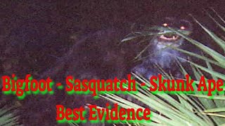 True stories of Bigfoot [upl. by Allsopp]