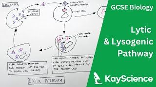 Lytic amp Lysogenic Pathway of Viruses  GCSE Biology  kaysciencecom [upl. by Isidoro]