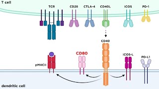 Types of Immune Cell Receptors [upl. by Coltun]