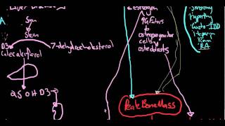 Osteoporosis  Dr Apsimo Lecturemp4 [upl. by Odarbil931]