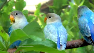 PeachFaced Lovebirds Sounds  Three BlueLight Blue Opaline [upl. by Nillor]