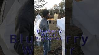 Blueberry winter protection  Hello Darlin garden gardening [upl. by Farver238]