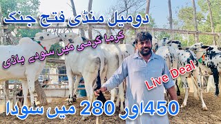 Domail mandi today Latest update ll Qurbnai 2024ll Live deal ll taxila mandi ll Part 1 ll Jamil tv [upl. by Frierson]