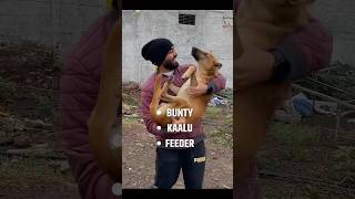 Kaalu Ne Bunty Ko Kaat Liya 😱🐶 shorts dogs [upl. by Francois448]